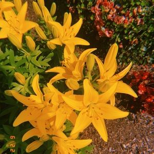 Meet your Posher, Suzanne